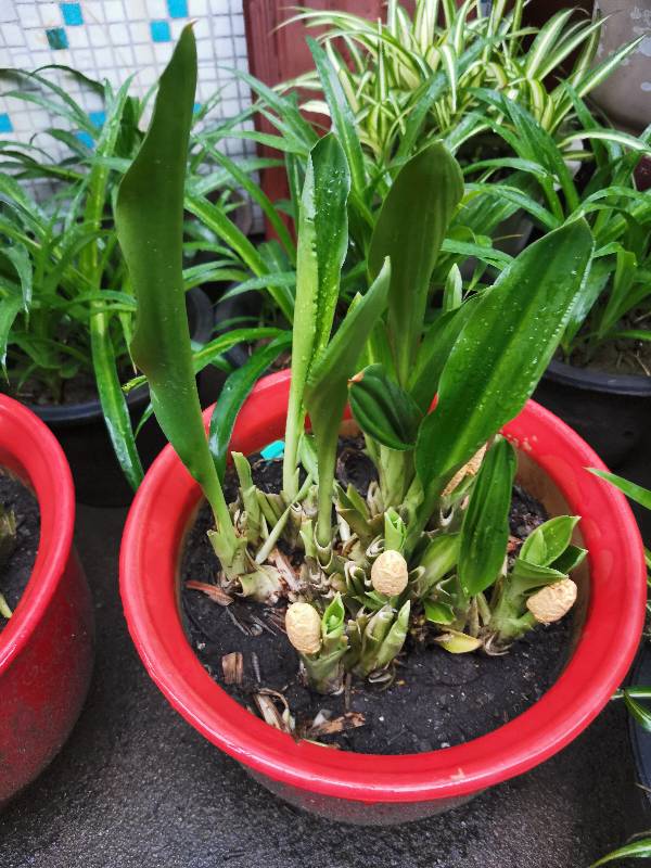 万年青，永远这样！(图2)