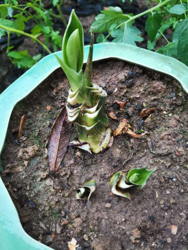 万年青，永远这样！(图3)