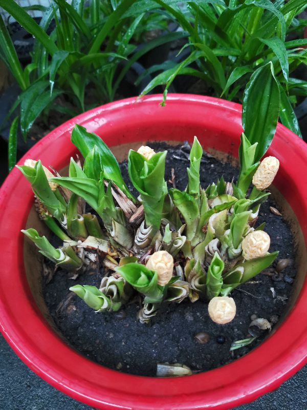 万年青，永远这样！(图4)