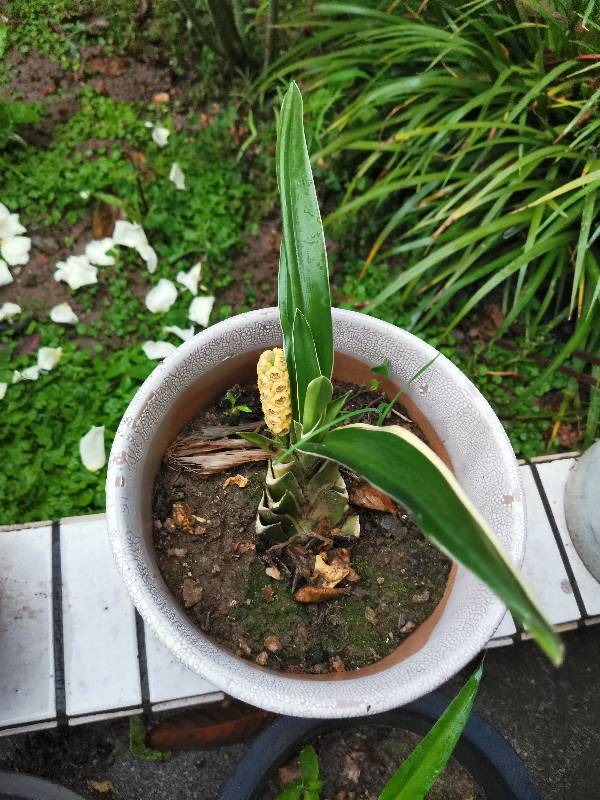 万年青，永远这样！(图5)