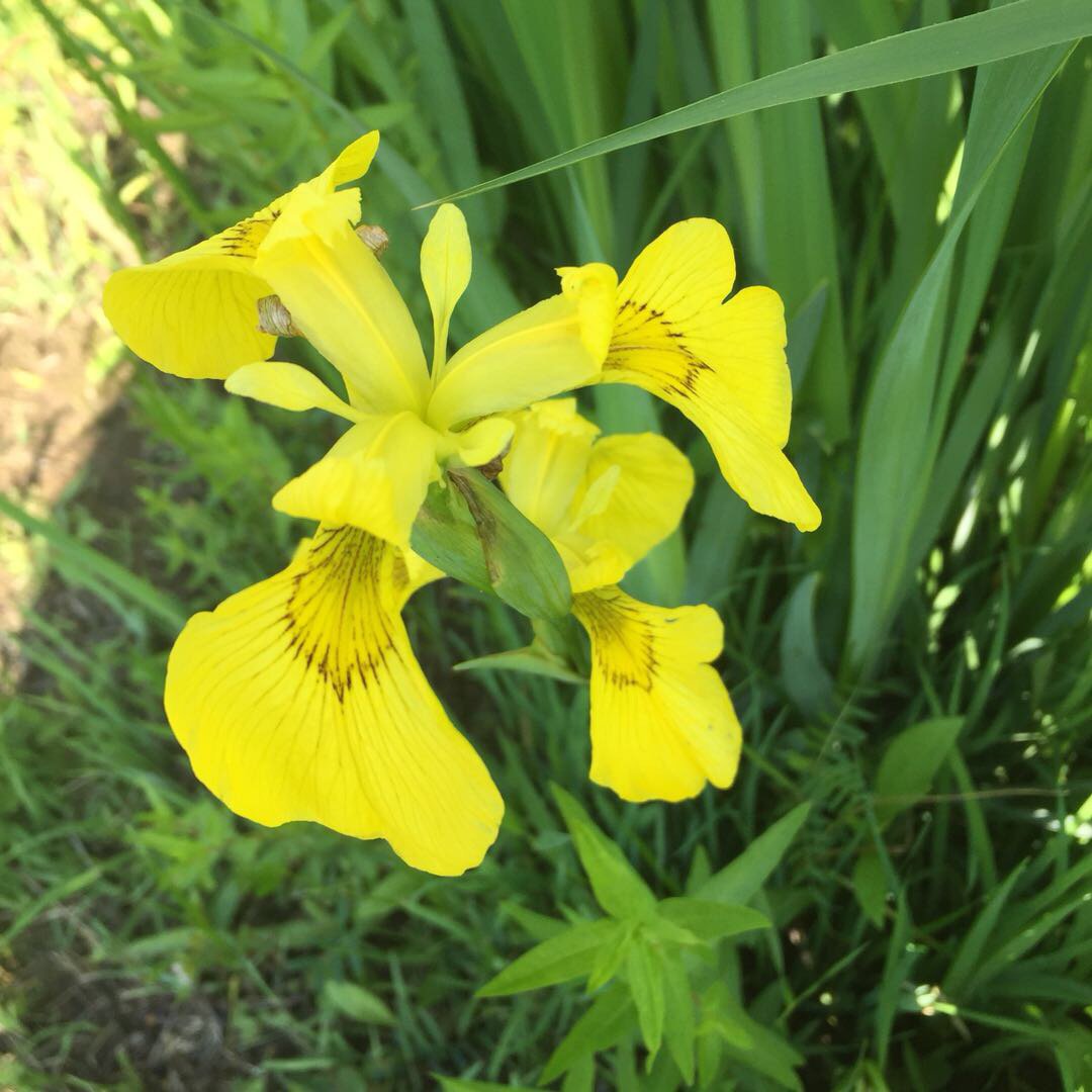水生鸢尾——黄菖蒲 - 功圣花卉