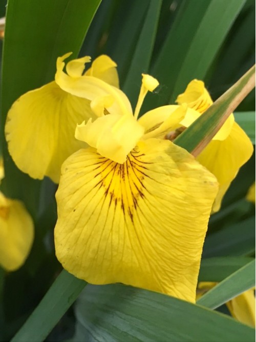 水生鸢尾——黄菖蒲(图3)