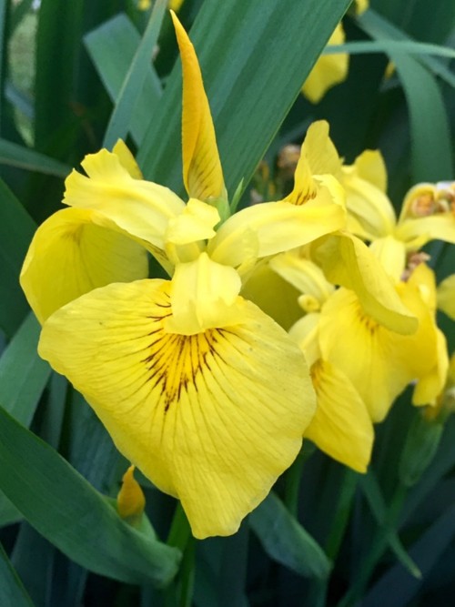 水生鸢尾——黄菖蒲(图5)