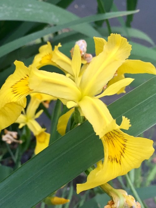 水生鸢尾——黄菖蒲(图6)