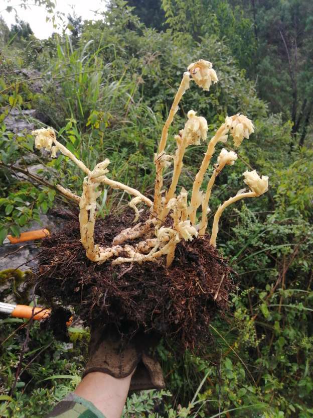 幽灵之花——水晶兰图片 - 功圣花卉