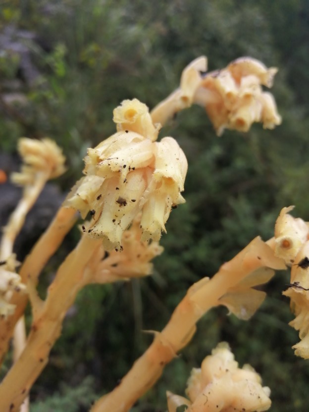 幽灵之花——水晶兰图片(图2)