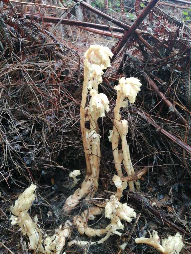 幽灵之花——水晶兰图片(图3)