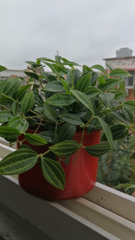 小小叶子——荷叶椒草(图1)