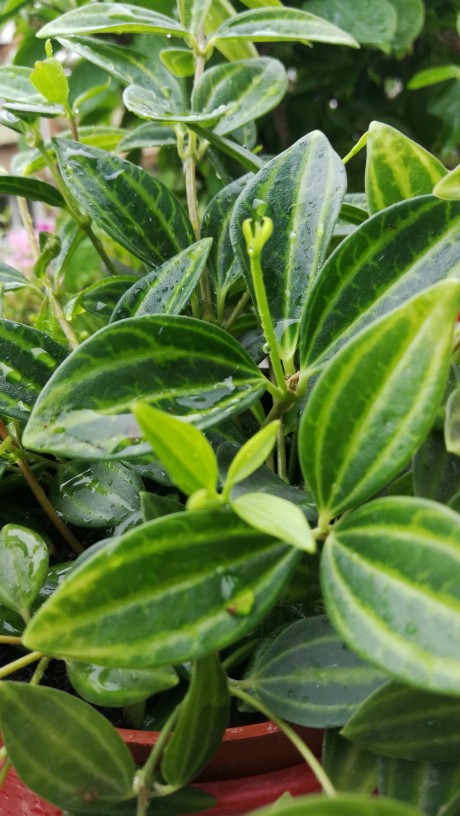 小小叶子——荷叶椒草(图2)