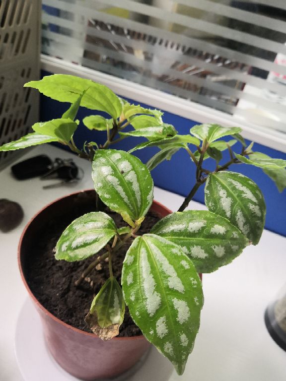 小小叶子——荷叶椒草(图3)