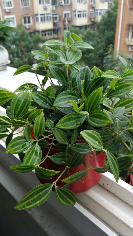 小小叶子——荷叶椒草(图4)