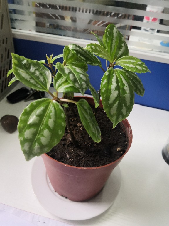 小小叶子——荷叶椒草(图5)