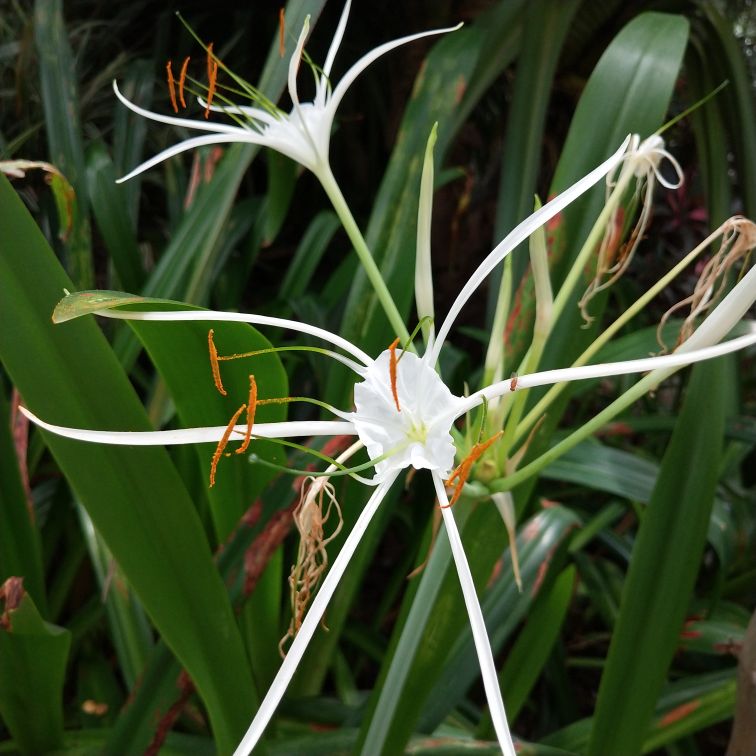 形似蜘蛛的水鬼蕉 - 功圣花卉