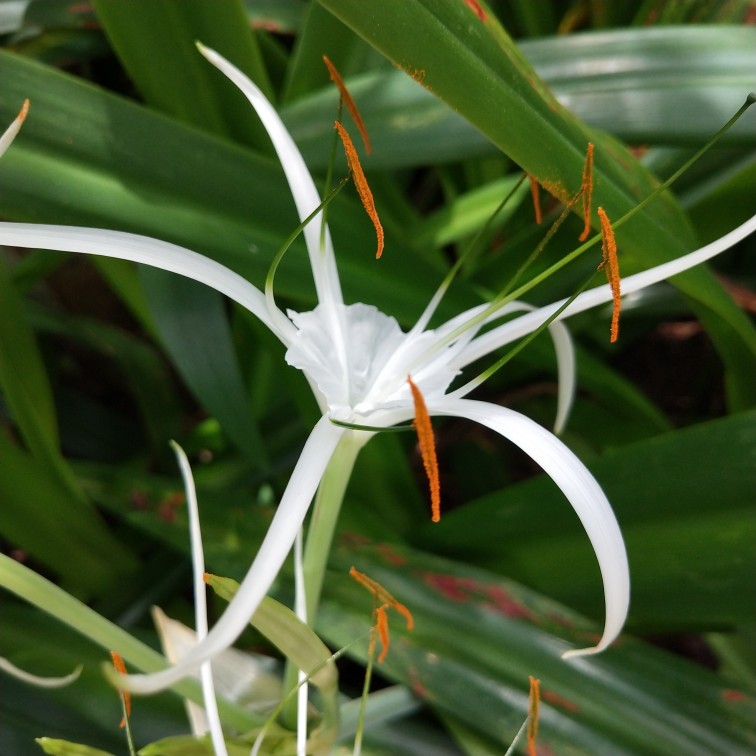 形似蜘蛛的水鬼蕉(图2)