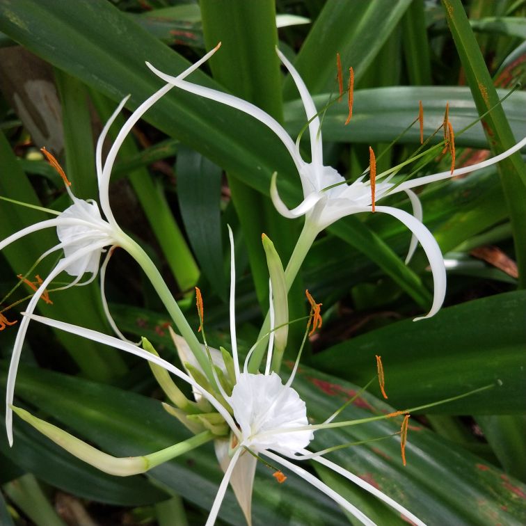 形似蜘蛛的水鬼蕉(图3)