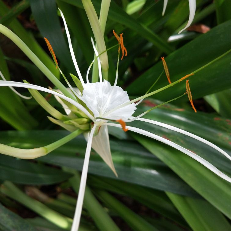 形似蜘蛛的水鬼蕉(图4)