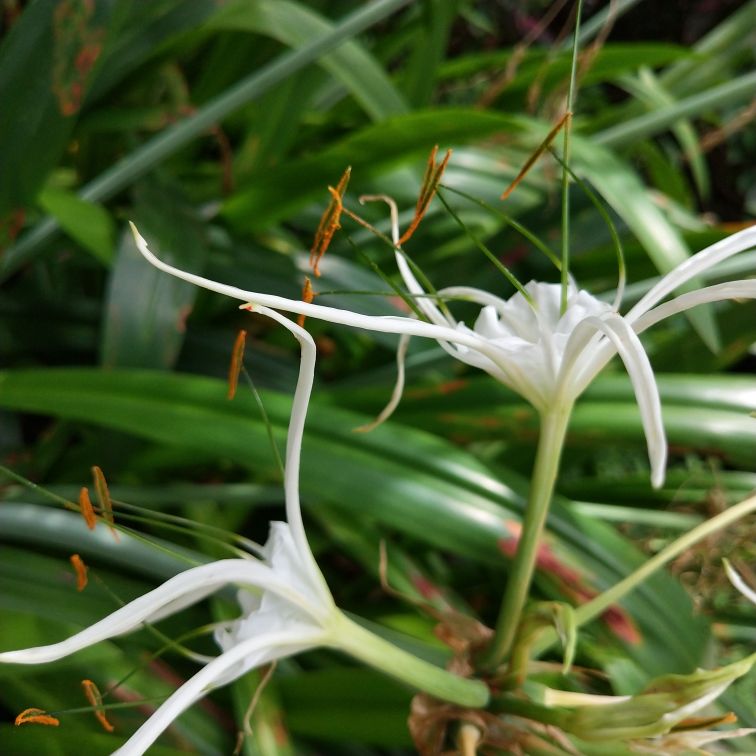 形似蜘蛛的水鬼蕉(图5)