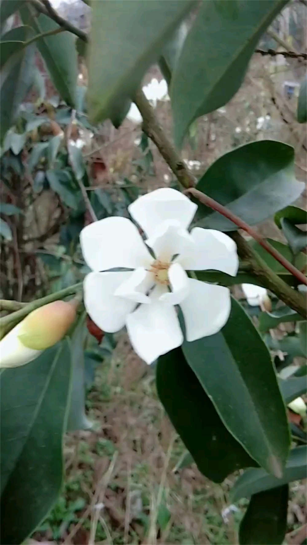 她在丛中，深山含笑(图1)