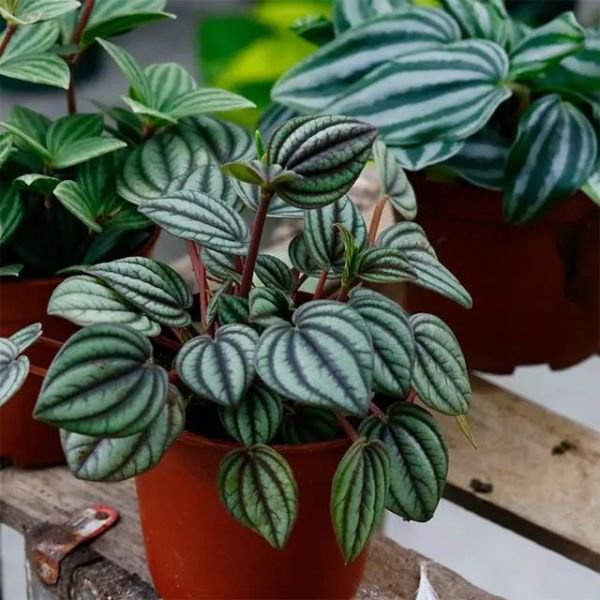 红边椒草图片(图2)