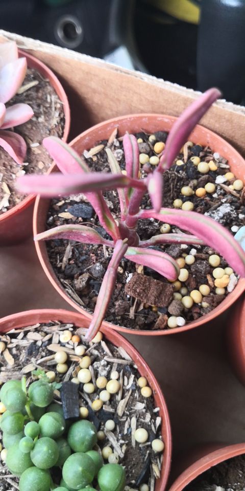 红边椒草图片(图5)