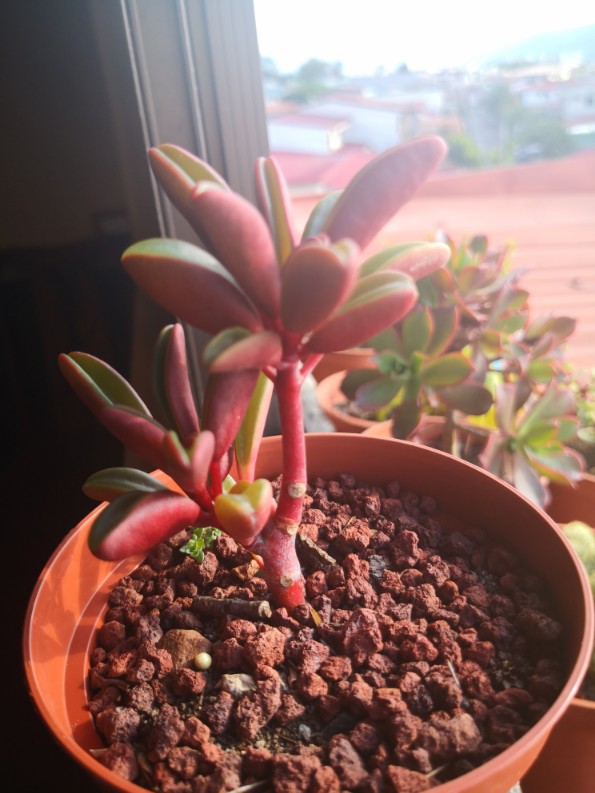 红边椒草图片(图1)