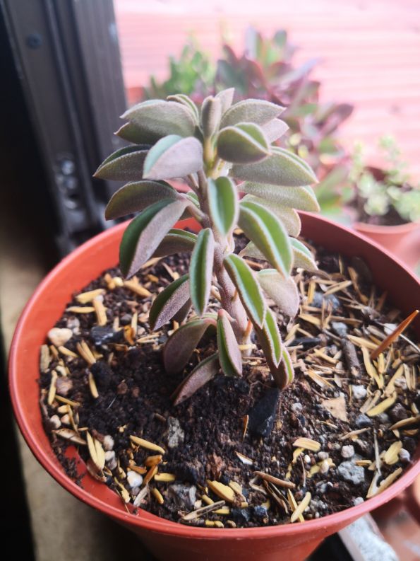 红边椒草图片(图3)