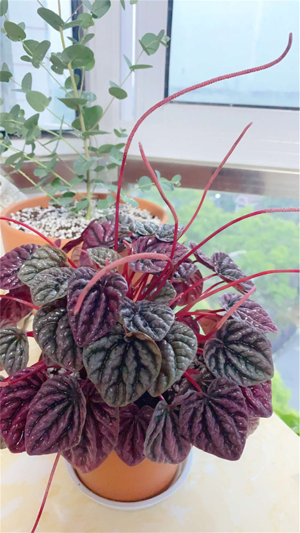 红边椒草图片(图4)