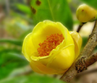 金花茶Camellia nitidissima C. W. Chi - 功圣花卉
