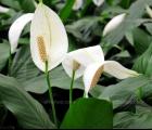 白掌Spathiphyllum kochii Engl. et Krause(图1)