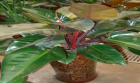 红宝石Philodendron Red Emerald(图1)